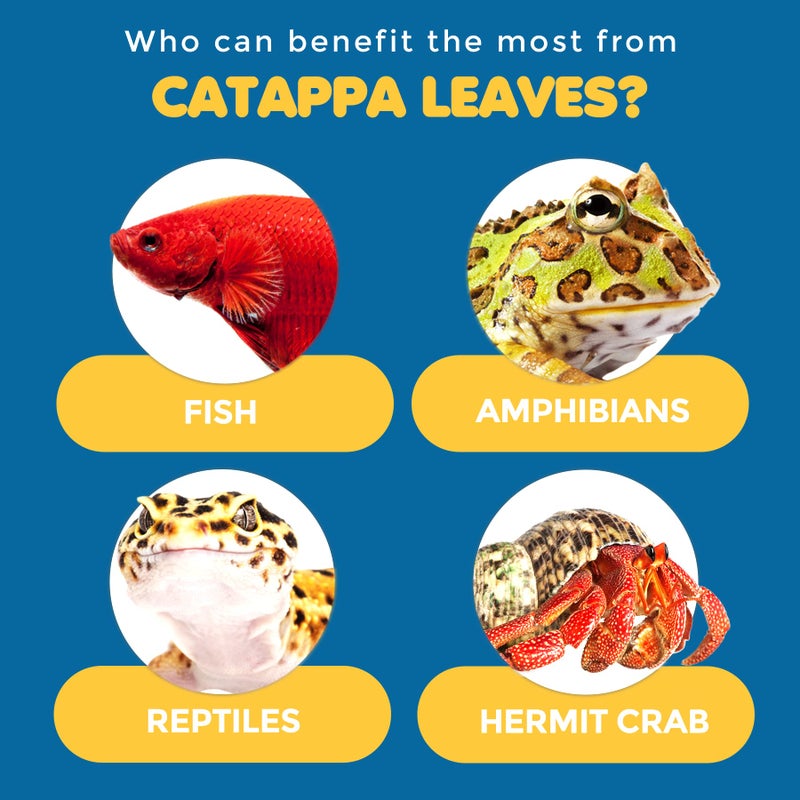 SunGrow سنغرو 100 قطعة من أوراق اللوز الهندي الصغيرة كاتابا لسمكة البيتا، الجمبري، الضفادع، تحسن الموطن، تعطي لون الشاي، تساعد في خفض درجة حموضة مياه الأكواريوم، تحسن المناعة - Image 4